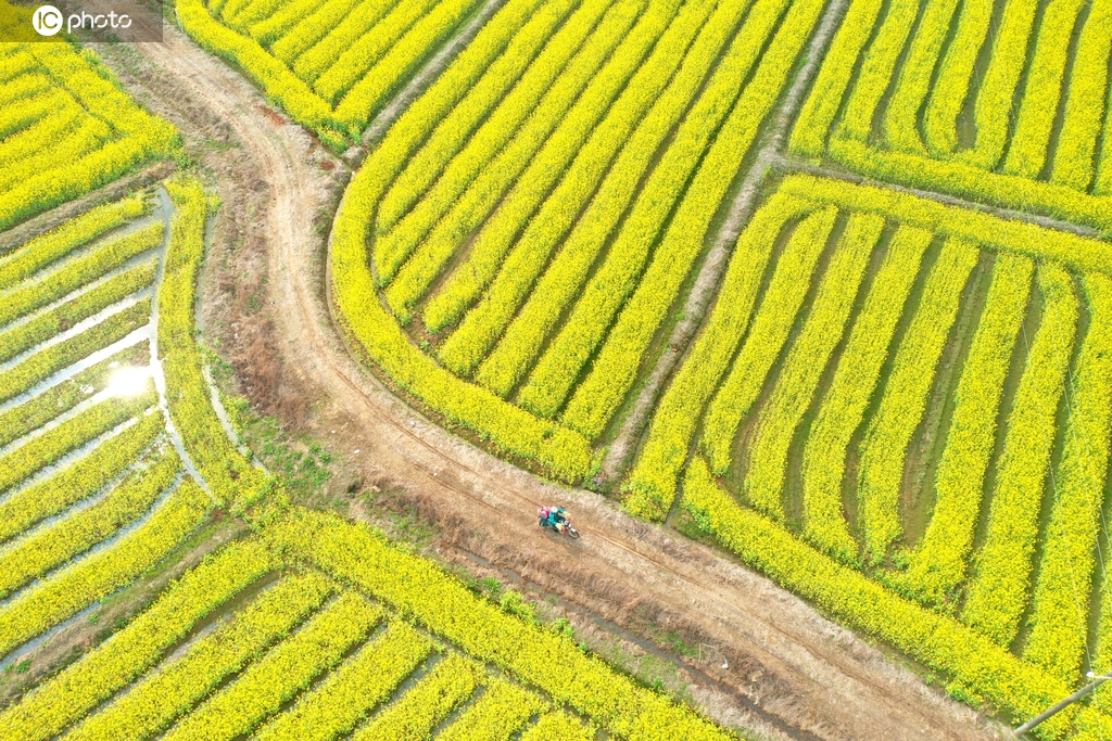 江西吉安：油菜花竞相绽放