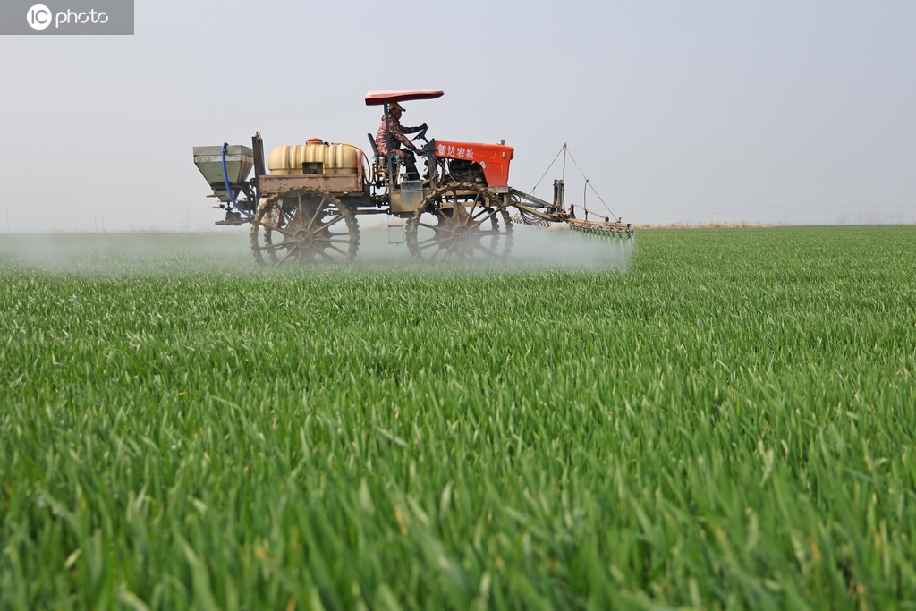 安徽安庆：农场组织人员开展小麦田管作业