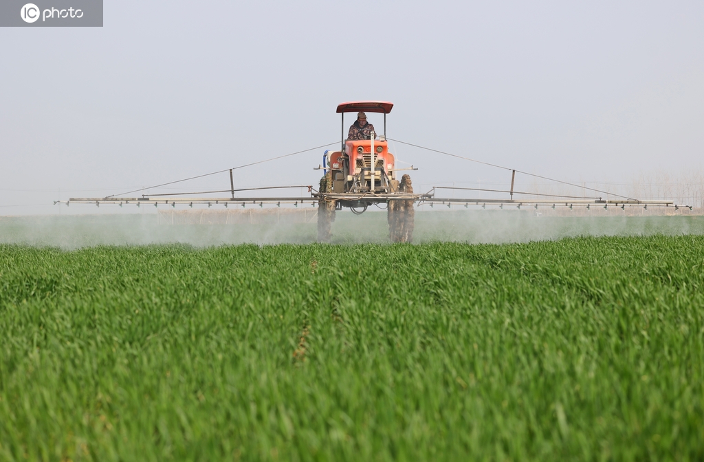 安徽安庆：农场组织人员开展小麦田管作业