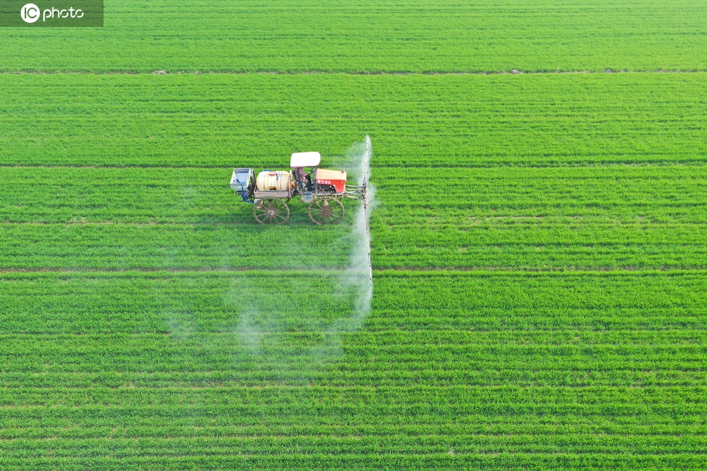 安徽安庆：农场组织人员开展小麦田管作业