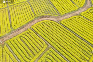 江西吉安：油菜花竞相绽放