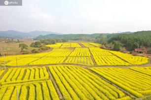 江西吉安：油菜花竞相绽放
