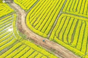 江西吉安：油菜花竞相绽放