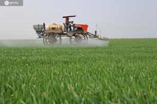 安徽安庆：农场组织人员开展小麦田管作业