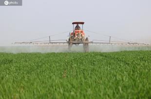 安徽安庆：农场组织人员开展小麦田管作业