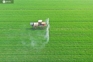 安徽安庆：农场组织人员开展小麦田管作业