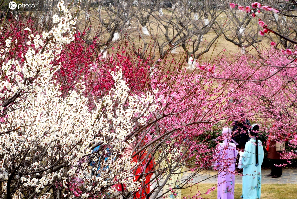 正逢江南赏梅季 江苏张家港香山梅园如诗如画