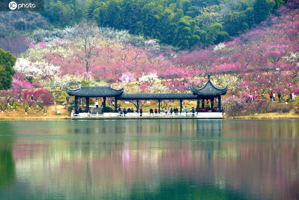 正逢江南赏梅季 江苏张家港香山梅园如诗如画