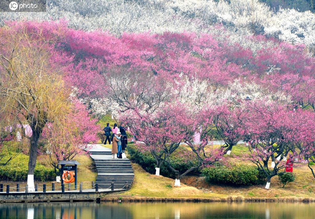 正逢江南赏梅季 江苏张家港香山梅园如诗如画