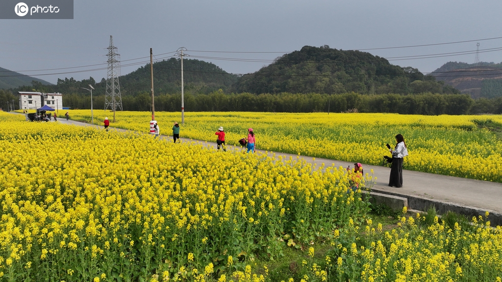广西融安：油菜花开引游客踏春赏花