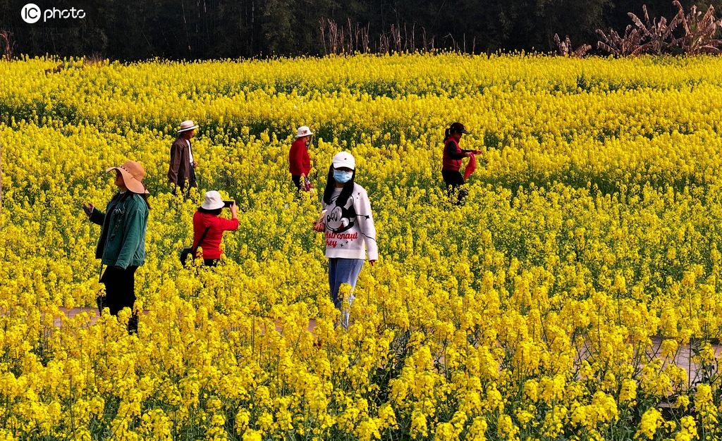 广西融安：油菜花开引游客踏春赏花