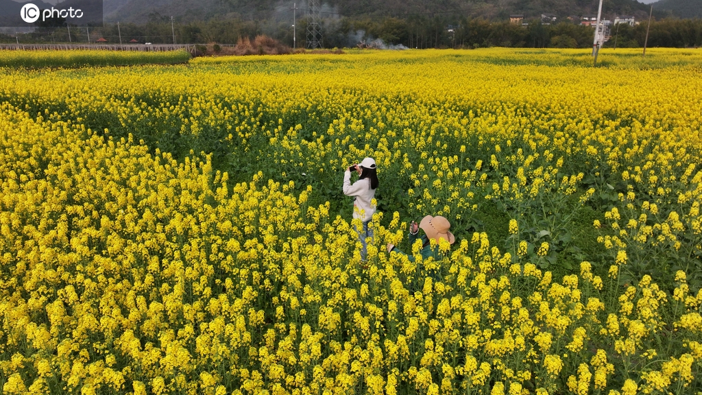 广西融安：油菜花开引游客踏春赏花