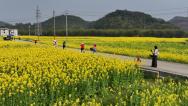 广西融安：油菜花开引游客踏春赏花