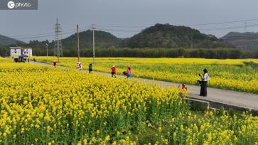 广西融安：油菜花开引游客踏春赏花