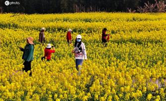 广西融安：油菜花开引游客踏春赏花