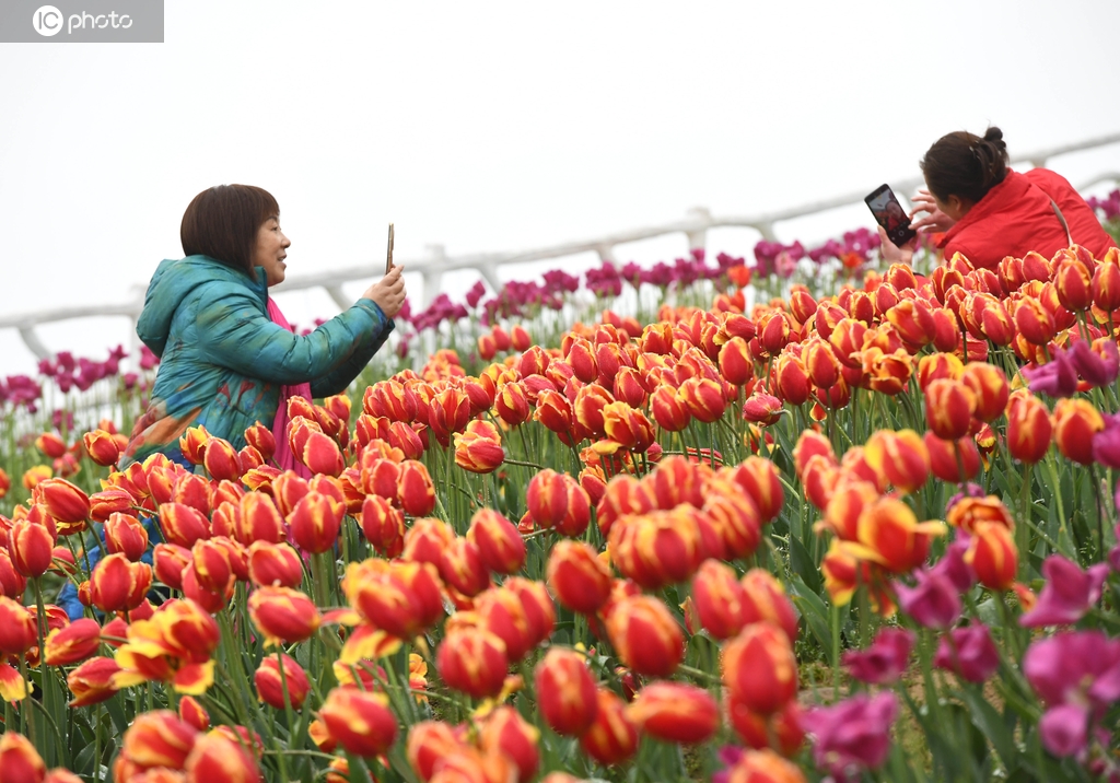 重庆：郁金香扮靓美丽乡村