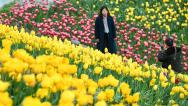 重庆：郁金香扮靓美丽乡村