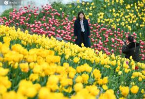 重庆：郁金香扮靓美丽乡村