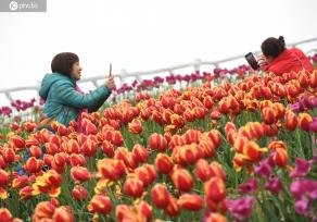 重庆：郁金香扮靓美丽乡村