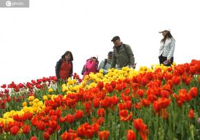 重庆：郁金香扮靓美丽乡村