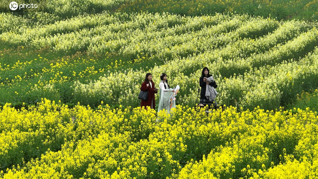 江西吉安：油菜花开绘就醉美春景