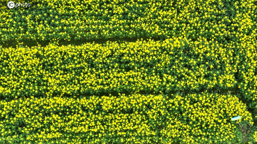 江西吉安：油菜花开绘就醉美春景