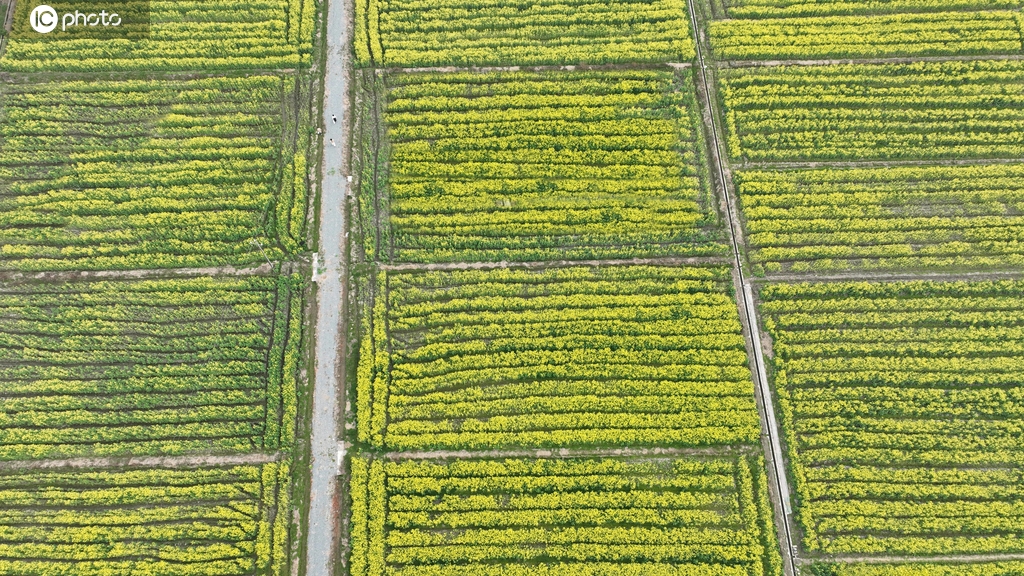 江西吉安：油菜花开绘就醉美春景