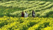 江西吉安：油菜花开绘就醉美春景