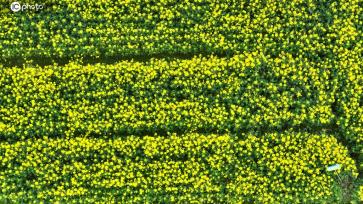 江西吉安：油菜花开绘就醉美春景