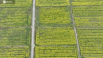 江西吉安：油菜花开绘就醉美春景