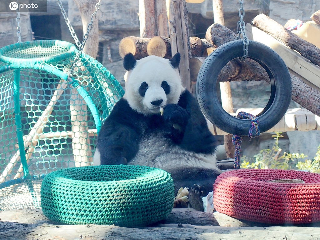 北京：大熊猫享受春日时光