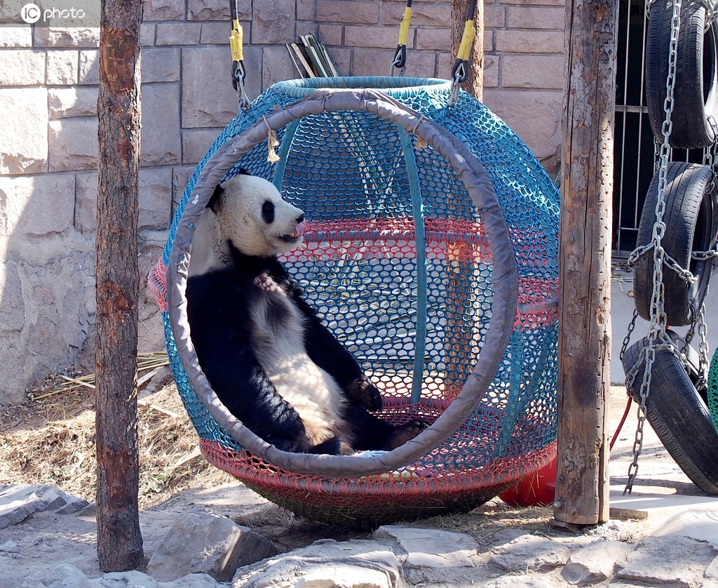 北京：大熊猫享受春日时光