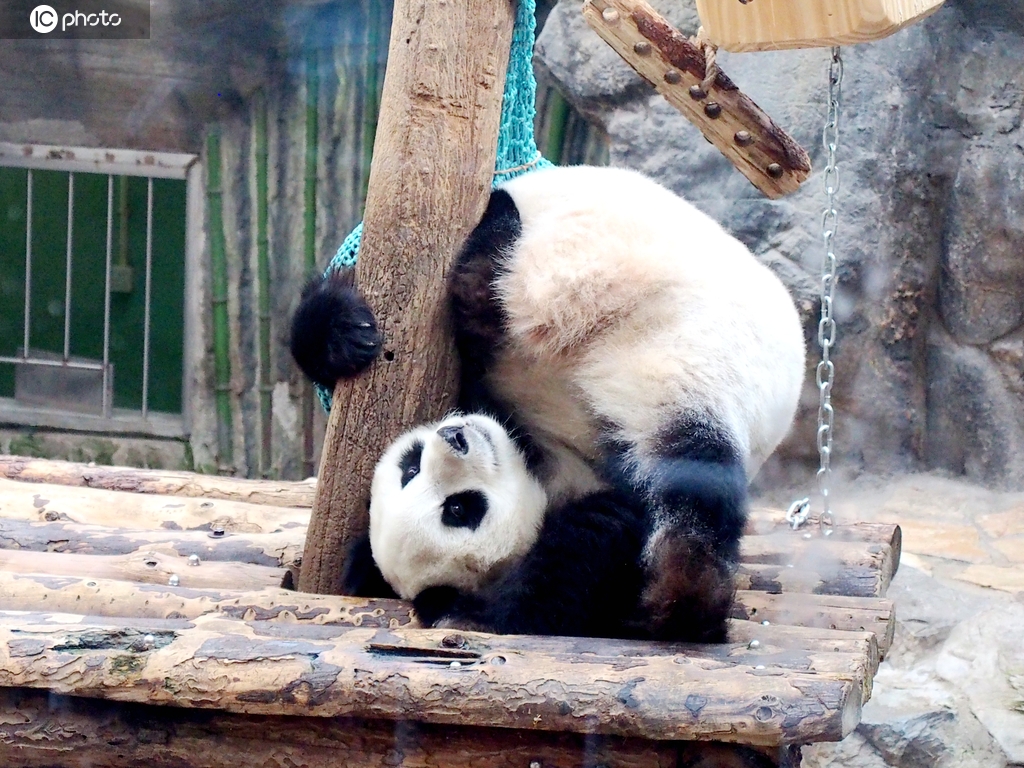 北京：大熊猫享受春日时光