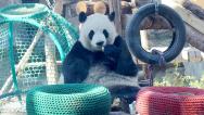 北京：大熊猫享受春日时光