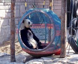 北京：大熊猫享受春日时光