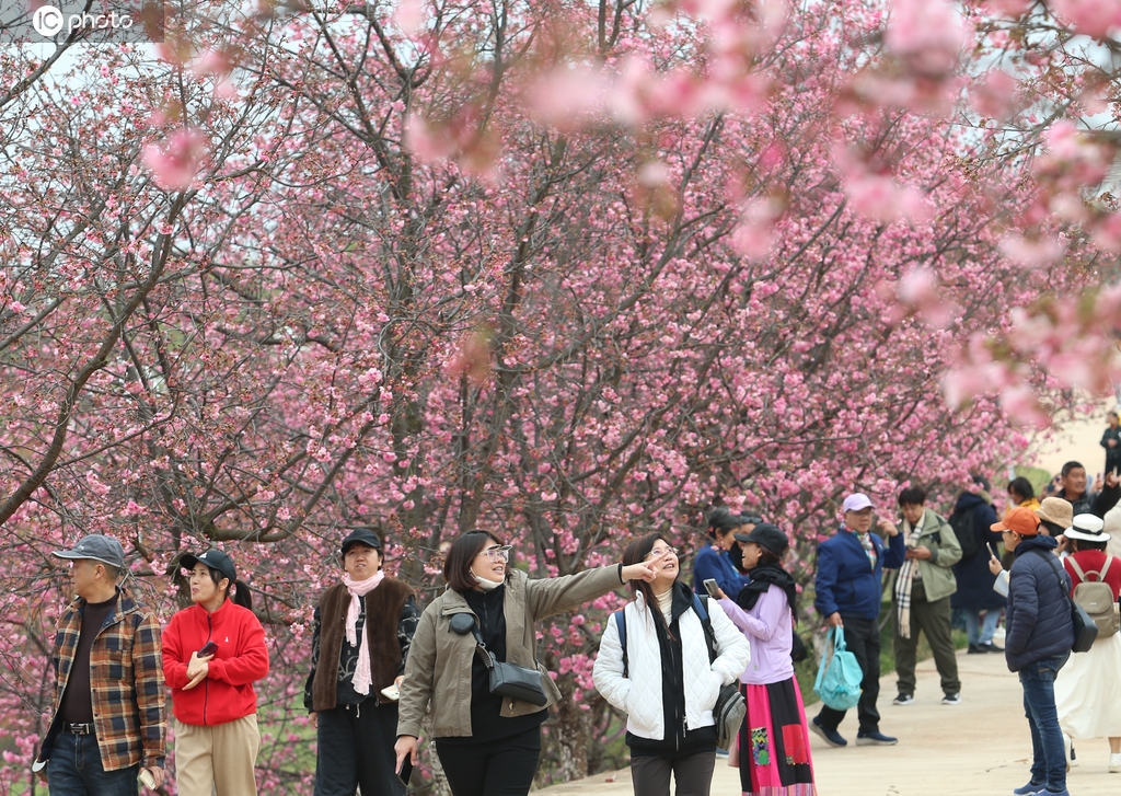 云南宜良：4000亩樱花绽放 游人如织