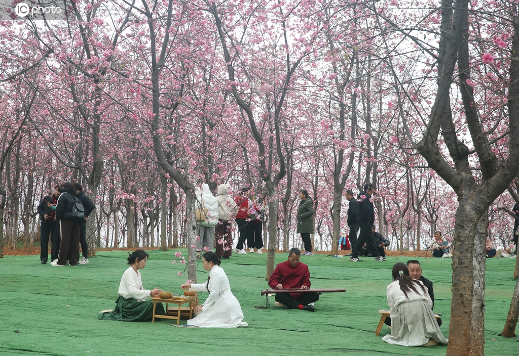 云南宜良：4000亩樱花绽放 游人如织