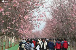 云南宜良：4000亩樱花绽放 游人如织