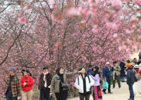云南宜良：4000亩樱花绽放 游人如织