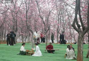 云南宜良：4000亩樱花绽放 游人如织