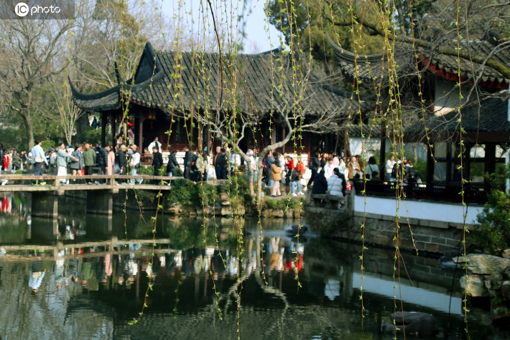 江苏苏州：垂柳吐芽春意浓