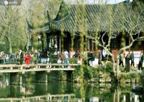 江苏苏州：垂柳吐芽春意浓