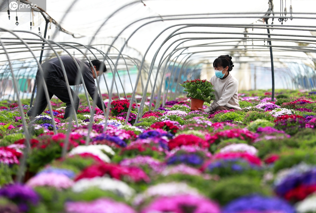 安徽淮北：村民们在大棚内整理花卉