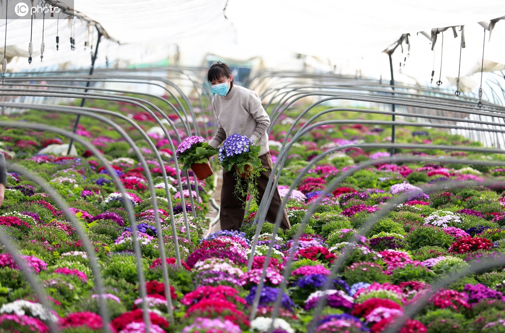 安徽淮北：村民们在大棚内整理花卉