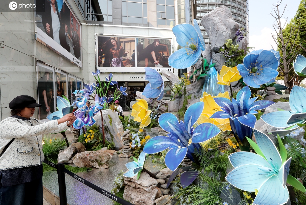 云南昆明：“高山花卉”绽放三月春城