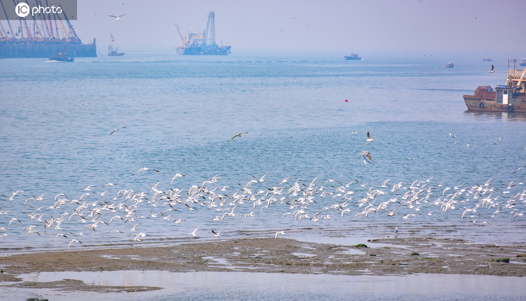山东日照：岚山渔港生机勃勃