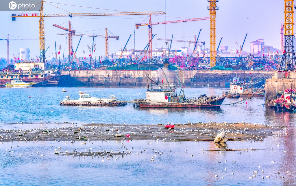 山东日照：岚山渔港生机勃勃