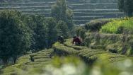湖北宜昌：茶农们抢抓晴好天气采茶