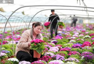 安徽淮北：村民们在大棚内整理花卉