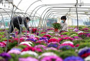 安徽淮北：村民们在大棚内整理花卉